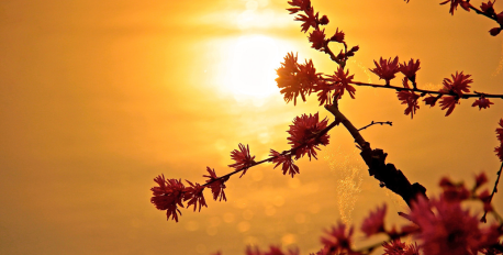 Bright sun shining through pink blossoms, representing natural vitamin D for eczema relief
