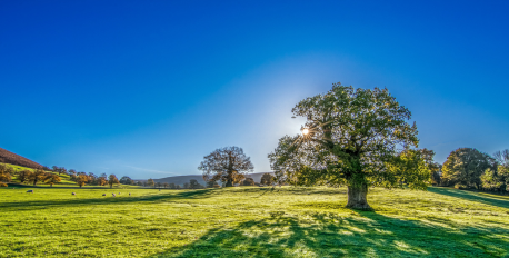 Bright sun shining through a green tree in a grassy field under a clear blue sky.