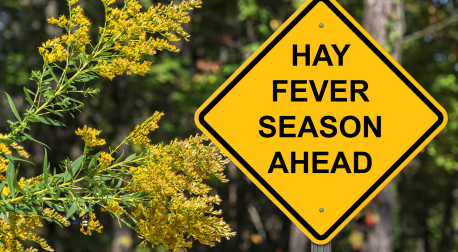 Yellow warning sign reading Hay Fever Season Ahead next to blooming goldenrod flowers.