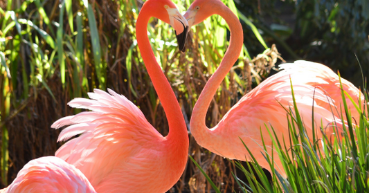 Two vibrant pink flamingos forming a heart shape with their necks in a lush green habitat.