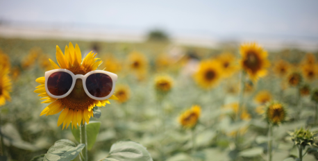 Cheerful sunflower wearing white sunglasses in a sunny field, symbolizing summer wellbeing.